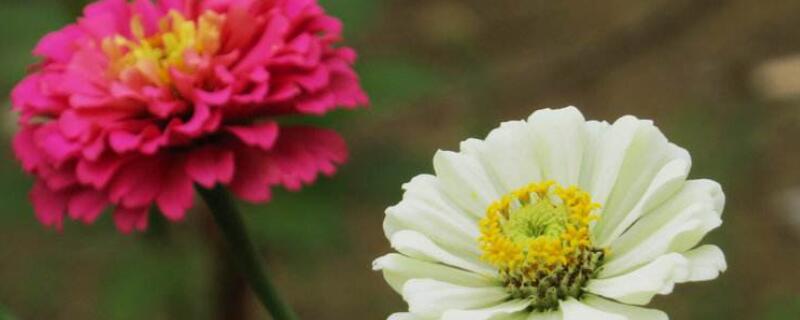 百日草发芽后如何管理（百日草发芽后多久移栽）