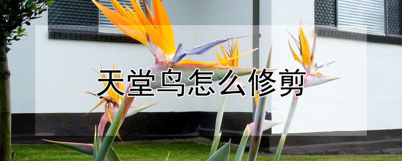 天堂鸟怎么修剪(天堂鸟怎么修剪视频)