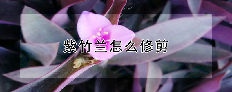 紫竹兰怎么修剪 紫竹兰怎么修剪图片