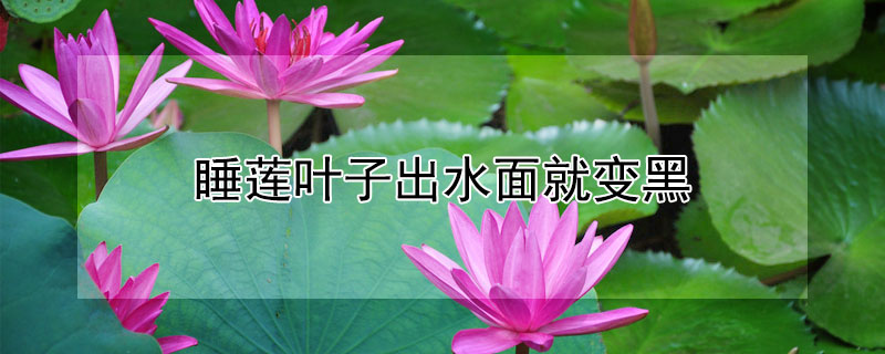 睡莲叶子出水面就变黑 睡莲叶子变黑是什么原因