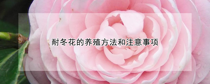 耐冬花的养殖方法和注意事项（耐冬茶花移栽注意事项）