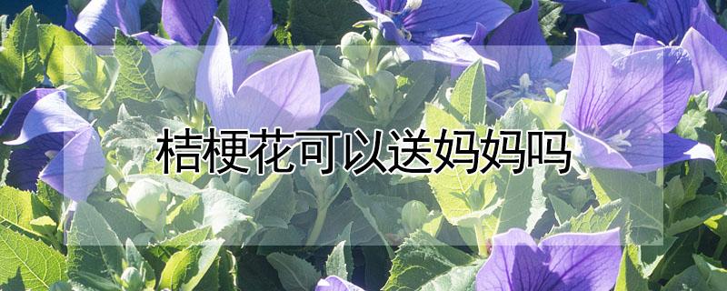 桔梗花可以送妈妈吗 母亲节送桔梗花