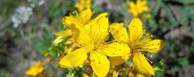 连翘可以嫁接迎春花吗（连翘怎么嫁接迎春花）