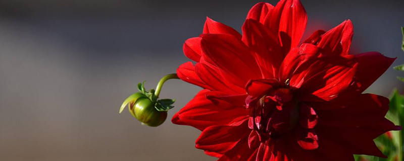 盆栽地瓜花怎么养殖 怎样栽培地瓜花