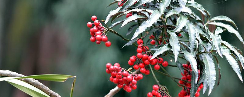 黄金万两的养殖方法 黄金万两的养殖方法和注意事项