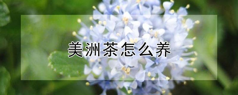 美洲茶怎么养(美洲茶的养护)