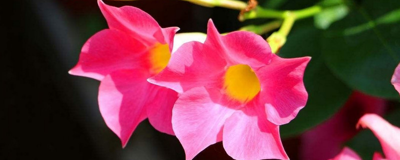 飘香藤花谢了怎么修剪（飘香藤花后怎么修剪）