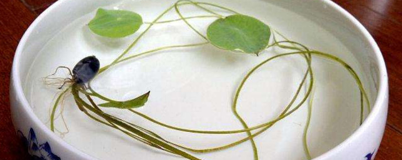 碗莲的无土栽培 碗莲的无土栽培方法