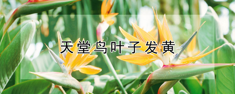 天堂鸟叶子发黄 天堂鸟叶子发黄焦边干枯是怎么回事