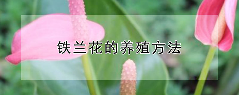 铁兰花的养殖方法 铁兰花养殖方法和注意事项