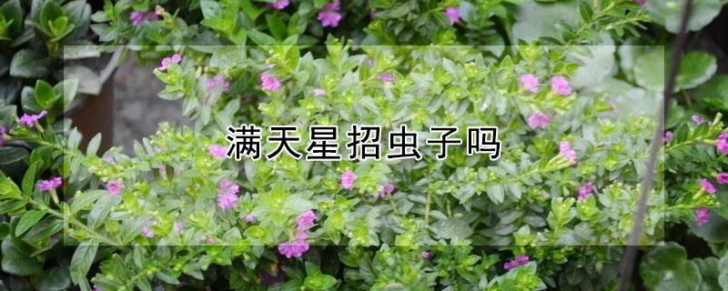 满天星招虫子吗（满天星花招虫子吗）