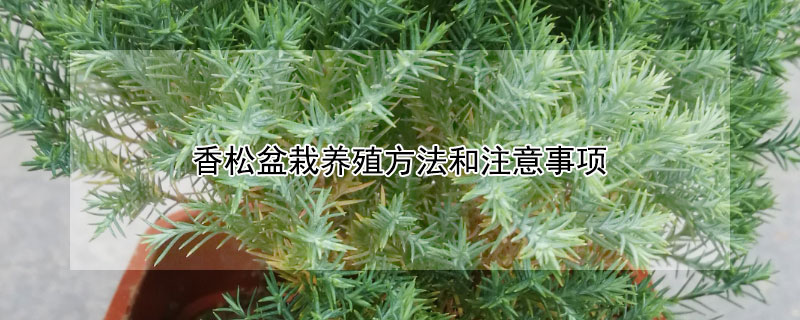 香松盆栽养殖方法和注意事项（香松的养殖方法）