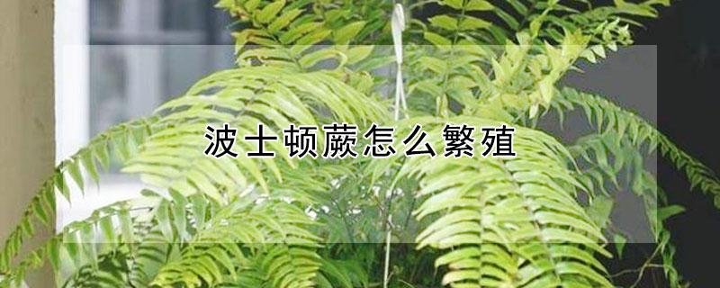 波士顿蕨怎么繁殖 波斯顿蕨怎么繁殖