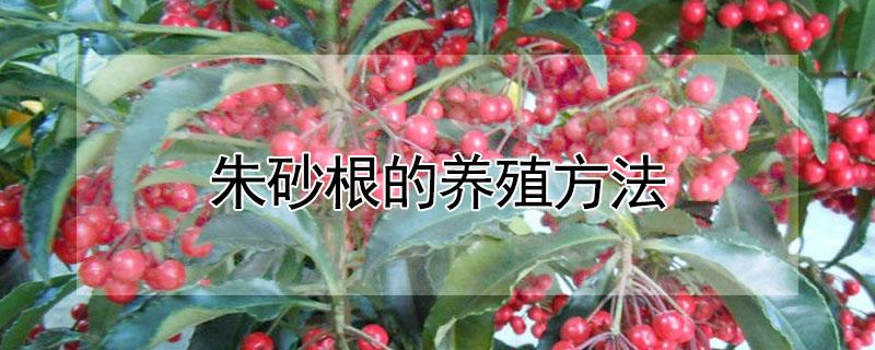 朱砂根的养殖方法（朱砂根的养殖方法和注意事项猫屎粒粒树）