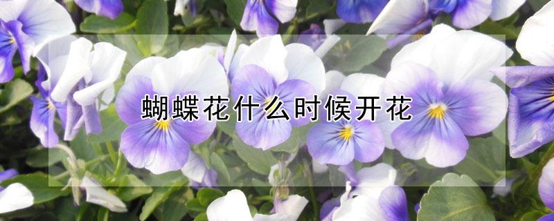 蝴蝶花什么时候开花（蝴蝶花什么时候开花有什么特点）