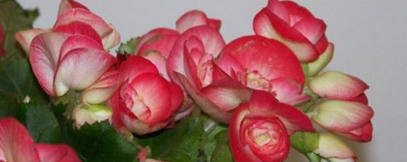 丽格海棠为什么会掉花（丽格海棠掉花怎么回事）