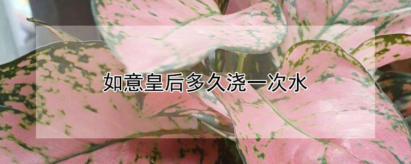 如意皇后多久浇一次水（如意皇后多少天施肥和浇水）