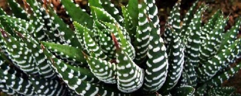 条纹十二卷开花后怎么办 条纹十二卷花期