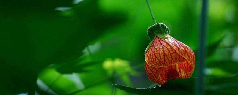 灯笼风铃花怎么养 灯笼花咋养