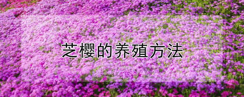 芝樱的养殖方法 芝樱怎么养