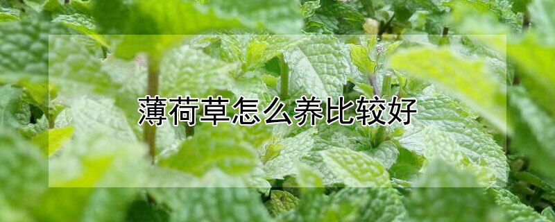 薄荷草怎么养比较好 家里适合养薄荷草吗