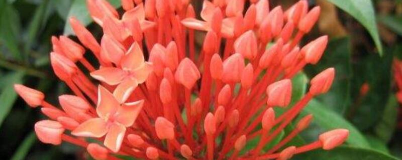 龙船花花期过后怎样养护（龙船花开过花怎么养护）