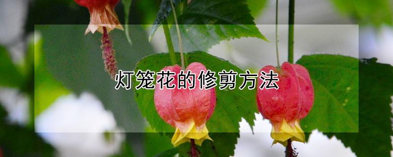 灯笼花的修剪方法（灯笼花的修剪方法图解）