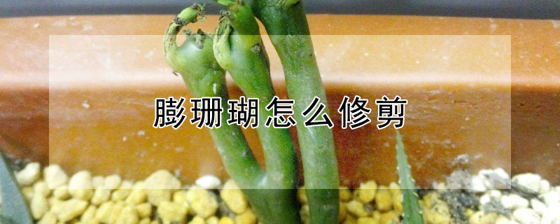 膨珊瑚怎么修剪（膨珊瑚怎么修剪视频）