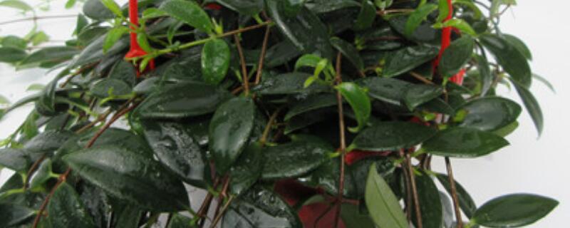 柳叶吊兰养护要求（花卉吊兰的养护）