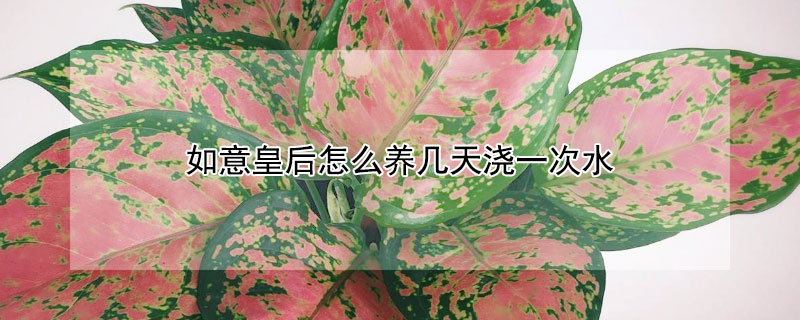 如意皇后怎么养几天浇一次水 如意皇后花怎么浇水