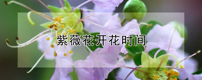 紫薇花开花时间 紫薇花开花的时间