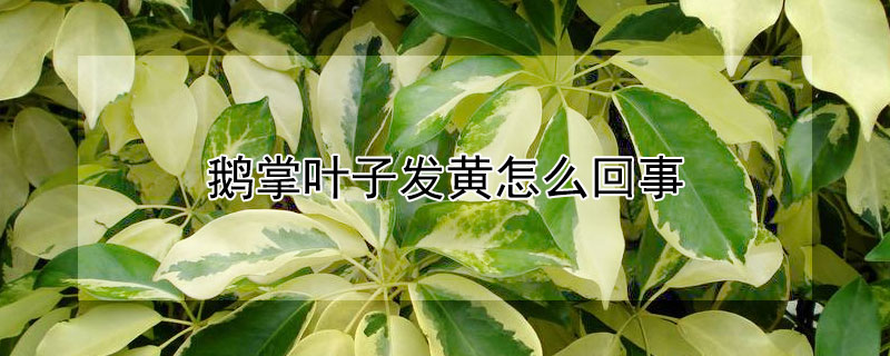 鹅掌叶子发黄怎么回事 鹅掌柴叶子发黄是什么原因