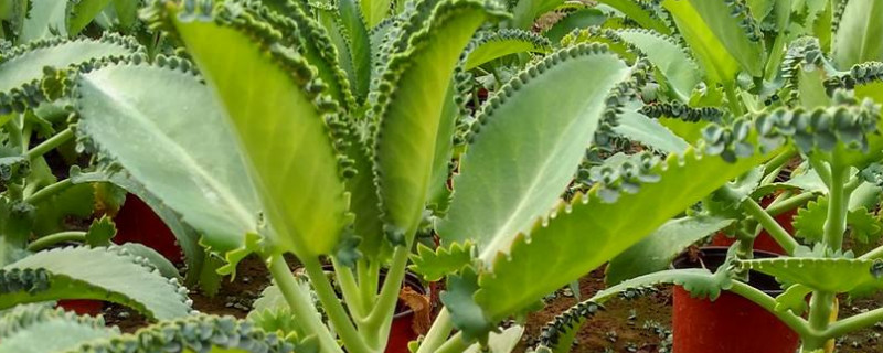 落地生根的养殖方法(落地生根的养殖方法能开花吗)