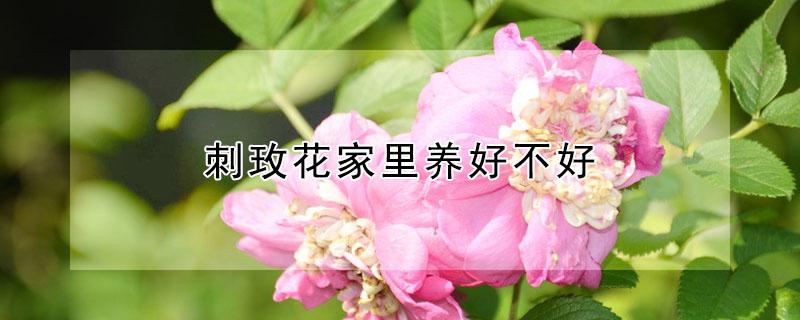 刺玫花家里养好不好 刺梅花家里养好不好在家里怎么摆放