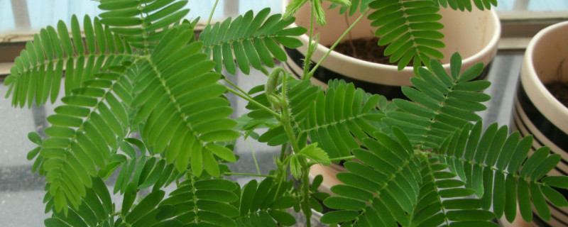 含羞草怎样养才能茂盛 含羞草怎么越养越多