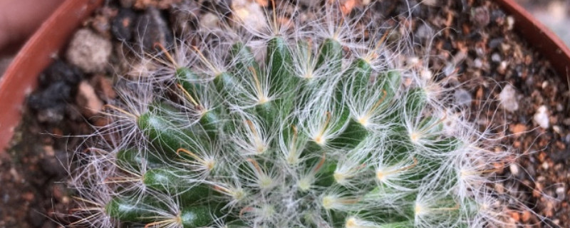 高砂仙人球怎么养（红高砂石化仙人球怎么养）