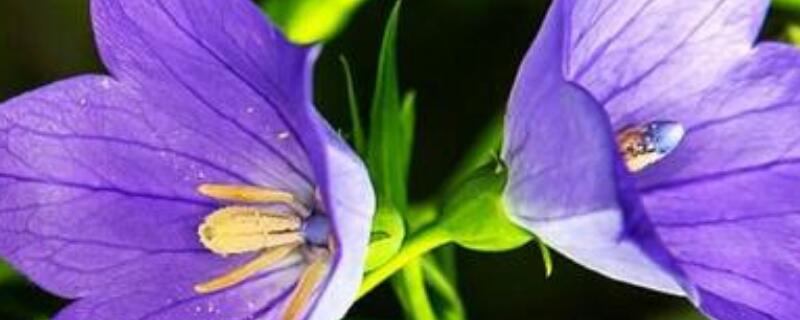 桔梗花怎么修剪(桔梗花后如何修剪)