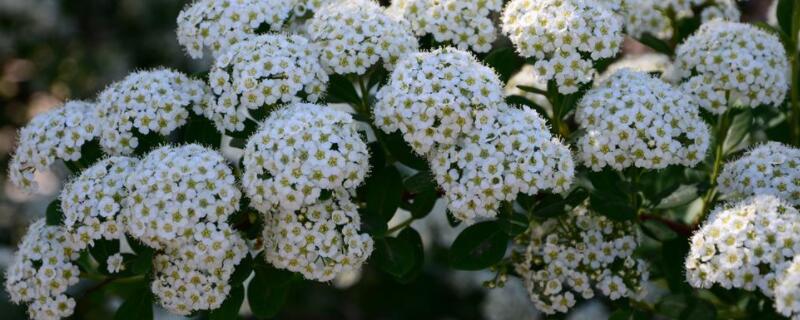 香雪球发芽后怎么养护 香雪球开花后怎么修剪