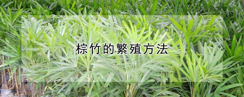 棕竹的繁殖方法 棕竹种植技术
