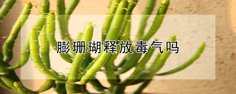 膨珊瑚释放毒气吗 气泡珊瑚有毒吗