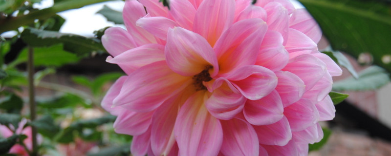 九月菊花的繁殖技术 菊花繁殖季节