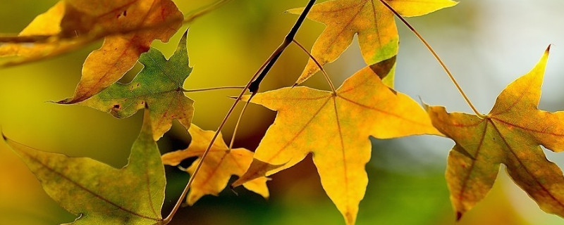 盆栽五角枫的养殖方法（五角枫栽种方法）