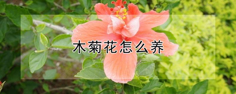 木菊花怎么养 木菊花怎么养护