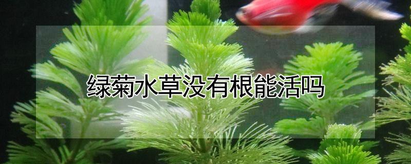 绿菊水草没有根能活吗 绿菊水草有根吗?