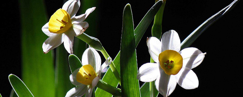 水仙的种植和栽培管理（水仙栽培要点）