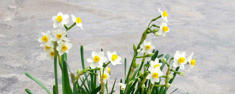 水仙种球怎么培育的（水仙种球土培）