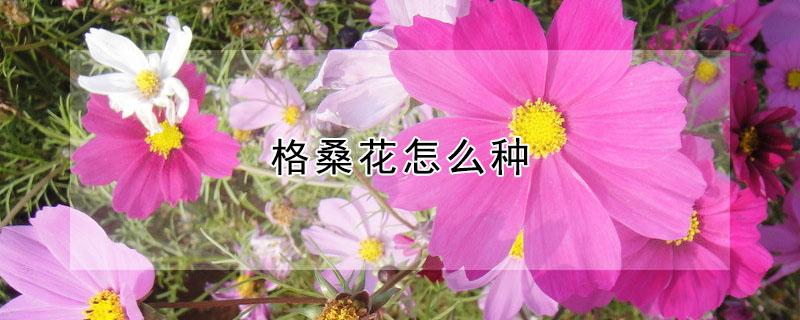 格桑花怎么种 格桑花种植