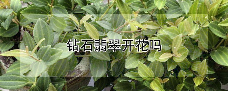 钻石翡翠开花吗 钻石翡翠的花