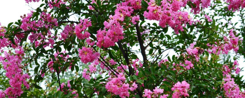 紫薇怎么催芽（紫薇怎么抹芽）