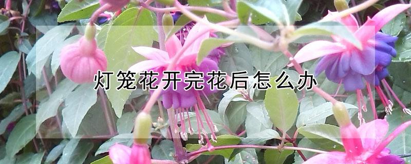 灯笼花开完花后怎么办 灯笼花开完花后怎么办长寿花